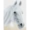 Diamond Dotz® Intermediate Arabian Beauty Diamond Painting Kit